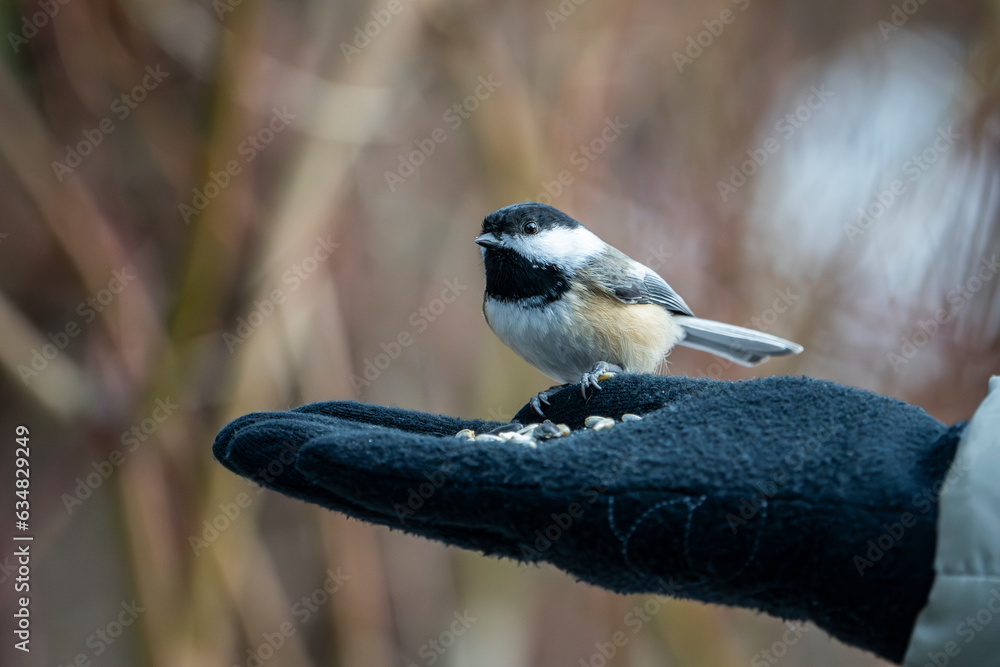 Fototapeta premium Hand-feeding Black-capped Chickadee during winter.