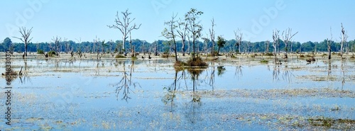 Photograph capturing numerous dead trees situated on a flooded swampy area during a hot day, landscape orientation.