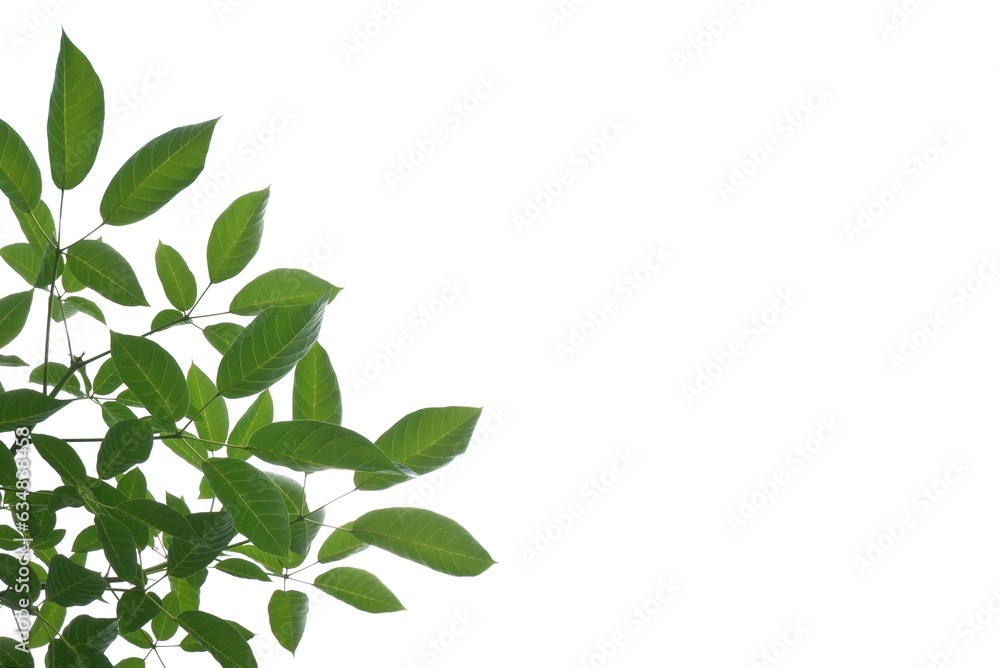 Tropical tree with leaves branches and sunlight, on white isolated background for green foliage backdrop 