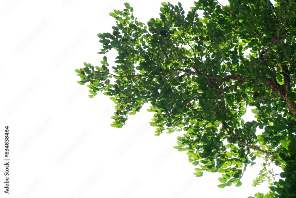 Tropical tree with leaves branches and sunlight, on white isolated background for green foliage backdrop Tropical tree with leaves branches and sunlight, on white isolated background for green foliage backdrop