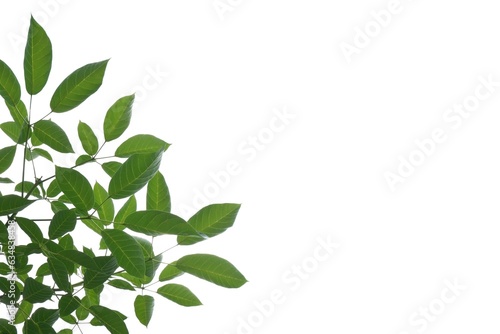 Tropical tree with leaves branches and sunlight  on white isolated background for green foliage backdrop 