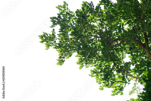 Tropical tree with leaves branches and sunlight  on white isolated background for green foliage backdrop 