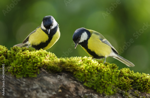 Fototapeta little birds sitting on wooden stump . Great Tit