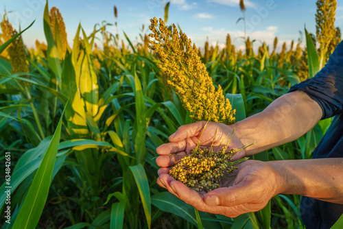 Sorghum Rice in Northeast China in August
