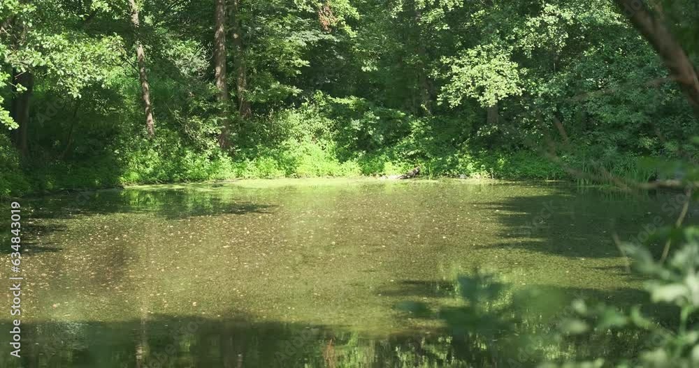Small lake in park, amidst deciduous trees. Sunlight falls on still surface of water, no people, tranquility. Small lake in park, amidst deciduous trees. Sunlight falls on still surface of water, no people, tranquility.