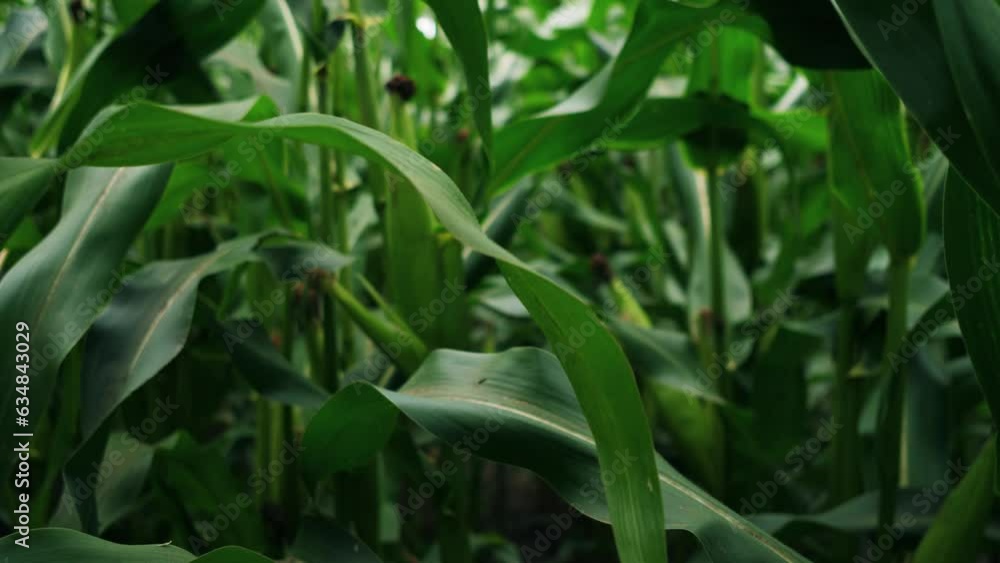 Moving through corn stalks in farmers field 4k Moving through corn stalks in farmers field 4k