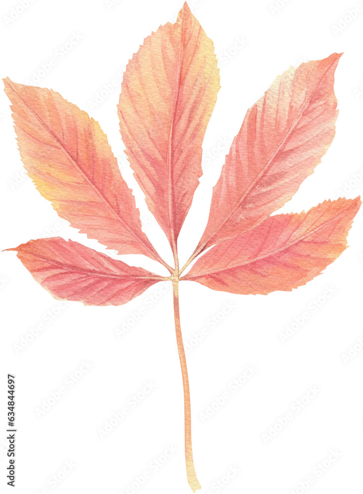 Bright autumn leaves painted in watercolor on a white background. Plant elements for creating postcards, invitations. patterns and packaging. Bright autumn leaves painted in watercolor on a white background. Plant elements for creating postcards, invitations. patterns and packaging.