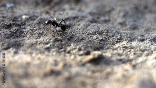 One by one, the ants follow their path. Macro shot recorded in slow motion. photo