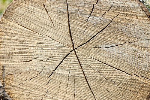 round timber, in the photo wooden logs stacked in stacks close-up