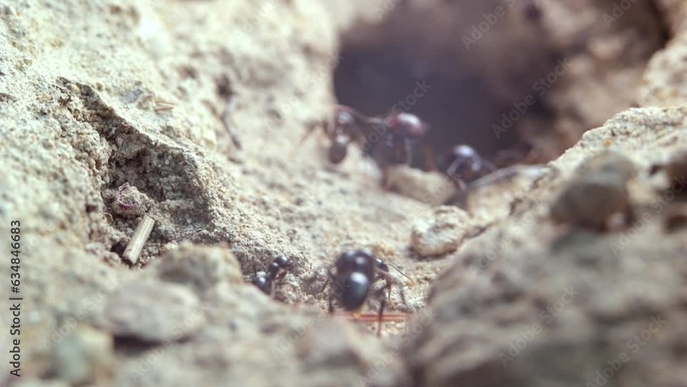 Ants come out of an underground anthill. Slow motion recording. Ants come out of an underground anthill. Slow motion recording.