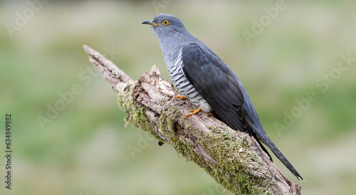 Wild Cuckoo, Thursley Common, Surrey, UK