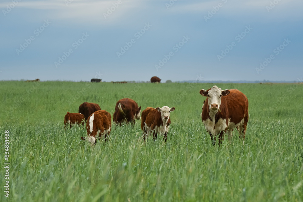 Countryside landscape with cows grazing, La Pampa, Argentina Countryside landscape with cows grazing, La Pampa, Argentina