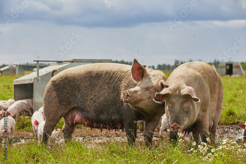 Fototapeta Eco pig farm in the field in Denmark