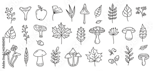 Autumn doodles. Hand drawn autumn elements: leaves, berries, mushrooms, acorns, apple, flowers. Hand drawn, sketch. Vector illustration.