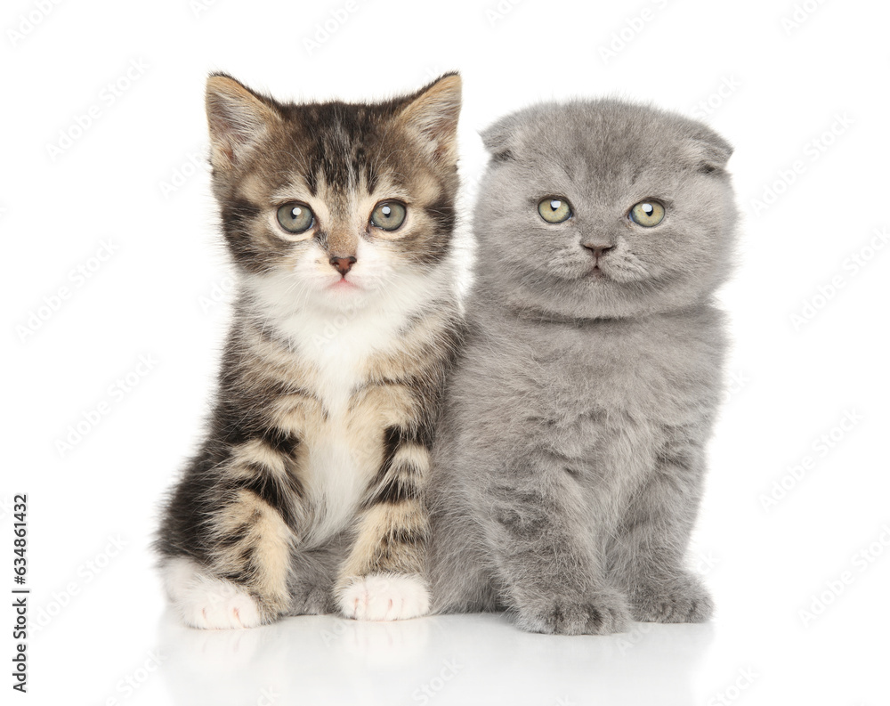 Cute kittens sitting on a white background