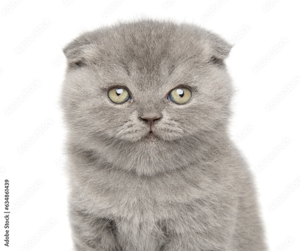 British lop-eared kitten sitting on a white background