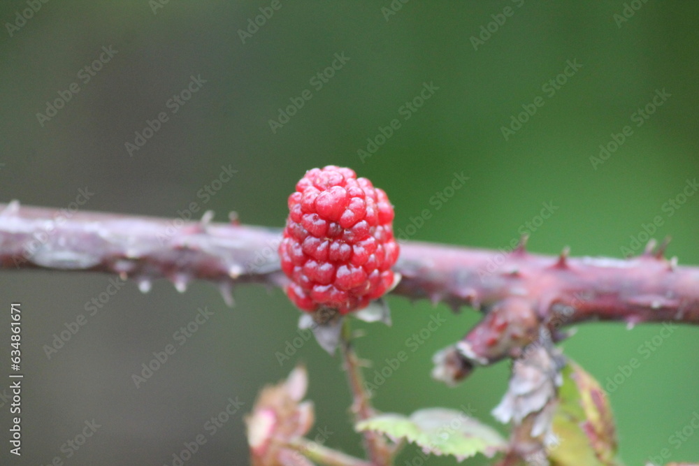 Fototapeta premium boysenberry fruit berry growing on bush 