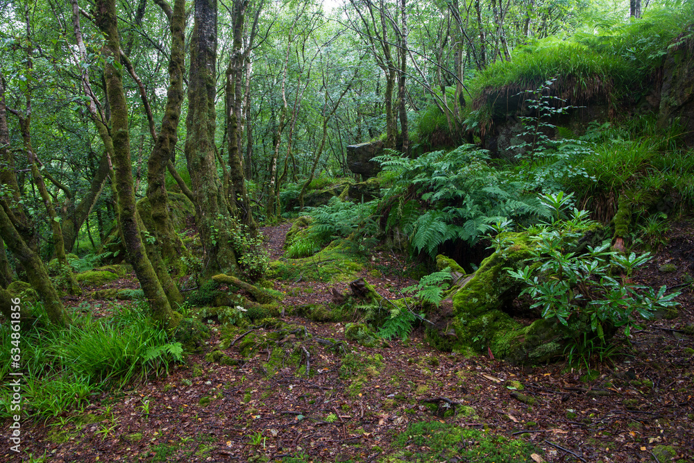 A path in the Scottish forest