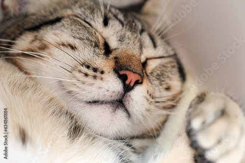 Close up view on sleeping cat muzzle. Portrait of sweetly sleeping kitty.