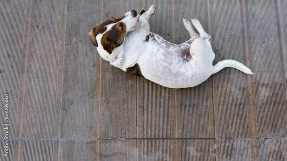 Playful jack russell terrier puppy, outdoor, close-up Playful jack russell terrier puppy, outdoor, close-up