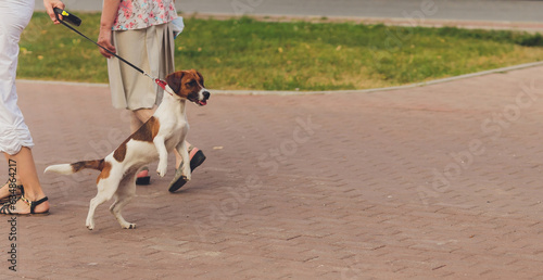 фотографія Aggressive barking dog tied with leash to tree.
