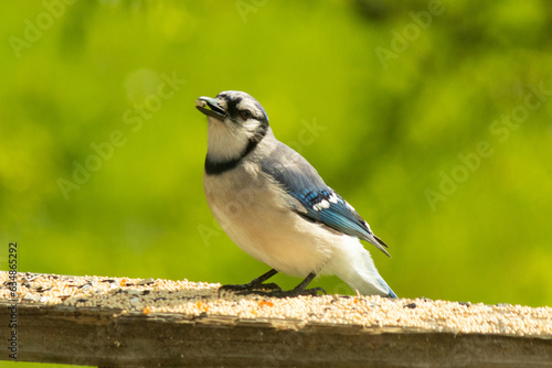 This pretty blue jay came out on the railing of my deck for some birdseed. I love this bird's blue, grey, and black colors. This corvid is in the crow family and can recognize people's faces.