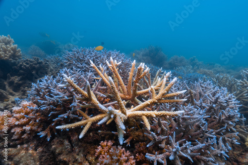 Fototapeta Naklejka Na Ścianę i Meble -  corals in fitzroy island ,australia.