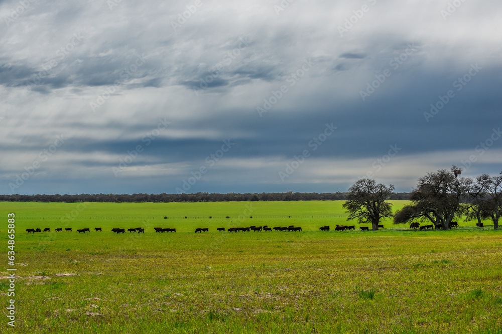 Fototapeta premium Lonely tree in Pampas Landscape, La Pampa province, Patagonia, Argentina