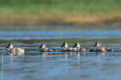 Coscoroba swan cygnets swimming in a lagoon , La Pampa Province, Patagonia, Argentina.