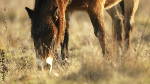 Detail of grazing sunlit wild exmoor pony horses in late autumn nature steppe habitat in Milovice, Czech republic. Protected animals considered as horse ancestor maintain the environment of steppe