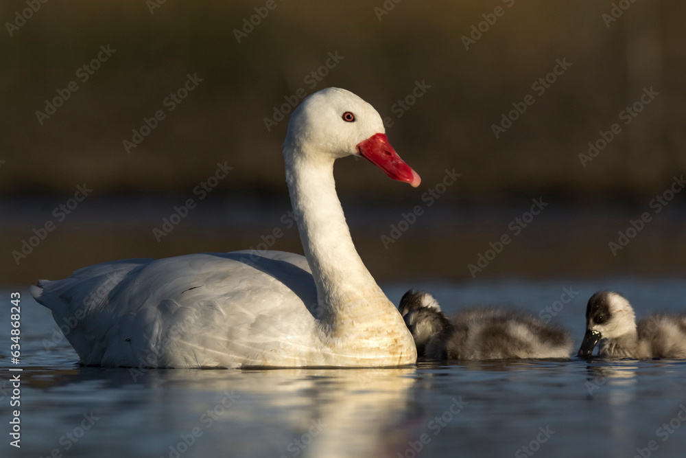 Fototapeta premium Coscoroba swan with cygnets swimming in a lagoon , La Pampa Province, Patagonia, Argentina.