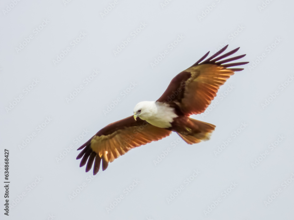 Obraz premium Brahminy Kite in Queensland Australia