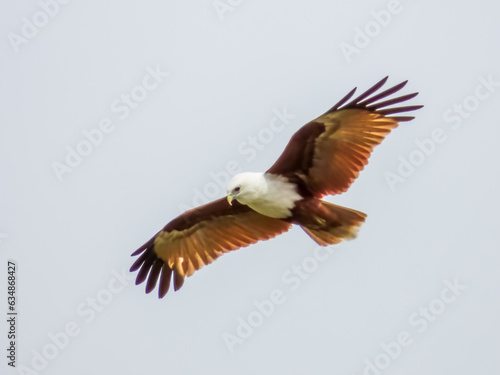 Brahminy Kite in Queensland Australia © Imogen