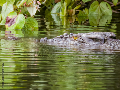 Estuarine Crocodile in Queensland Australia