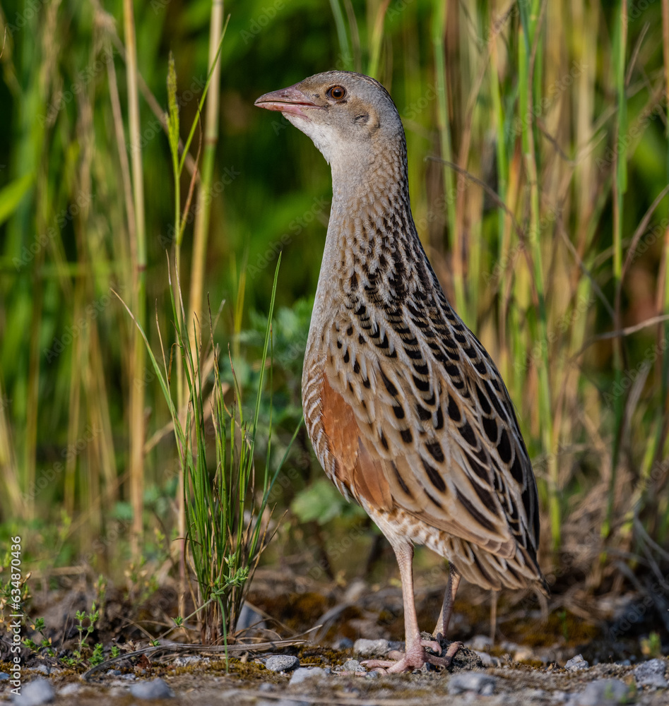 Corn crake Corn crake