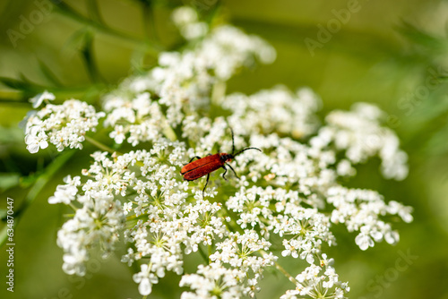 macro meadow