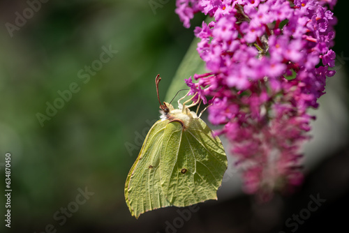 gonopteryx rhjmni