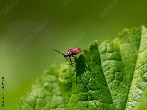insect