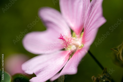 pink flower