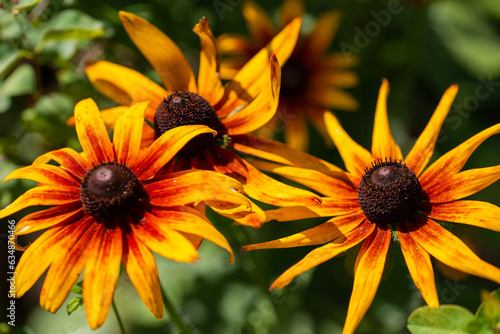 orange flowers
