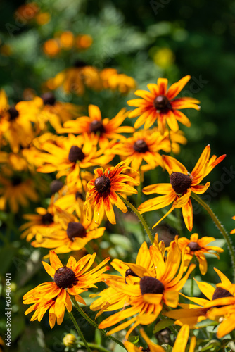 orange flowers