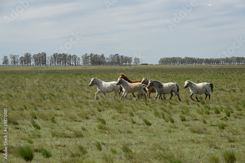 Fototapeta Naklejka Na Ścianę i Meble -  Herd of horses in the coutryside, La Pampa province, Patagonia,  Argentina.