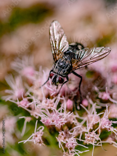 fly