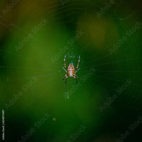 spiders web