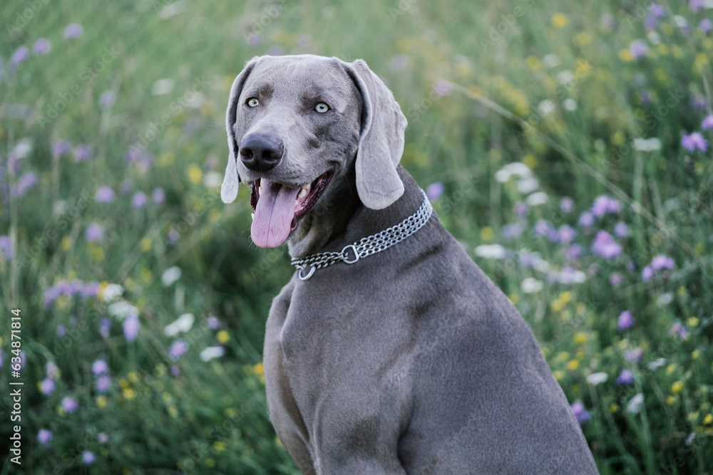 dog in the grass dog in the grass