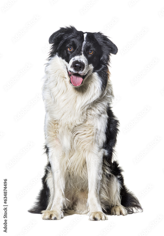 Panting black and white border collie dog portrait posing sitting in front, isolated on white