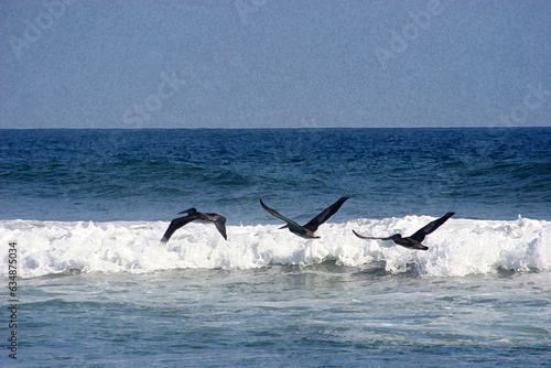 Pelicans In flight Sequential Wings