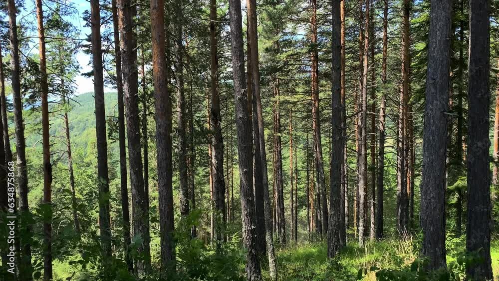 forest, tree, nature, trees, pine, woods, wood, landscape, green, park, birch, autumn, summer, woodland, plant, trunk, tall, environment, outdoors, sky, season, outdoor, day, spring, branch, Bulgaria, forest, tree, nature, trees, pine, woods, wood, landscape, green, park, birch, autumn, summer, woodland, plant, trunk, tall, environment, outdoors, sky, season, outdoor, day, spring, branch, Bulgaria,