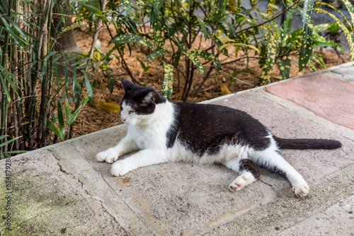 domestic cat in the garden of Ernest Hemmingway in Key West photo