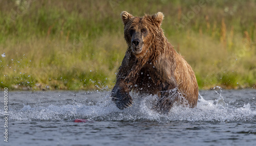 A brown bear fishing for salmon in Alaska 